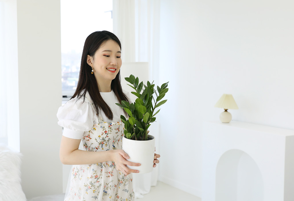 [내 책상 위의 작은 정원] - 금전수 꽃배달 상세 이미지 7