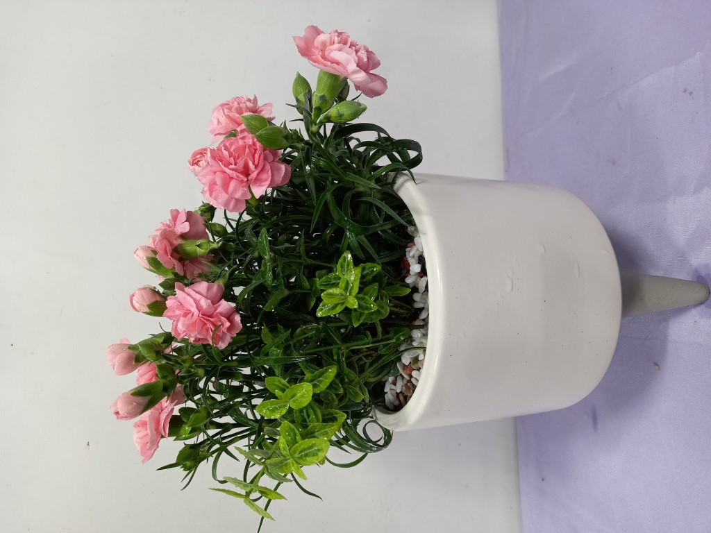 카네이션 화분