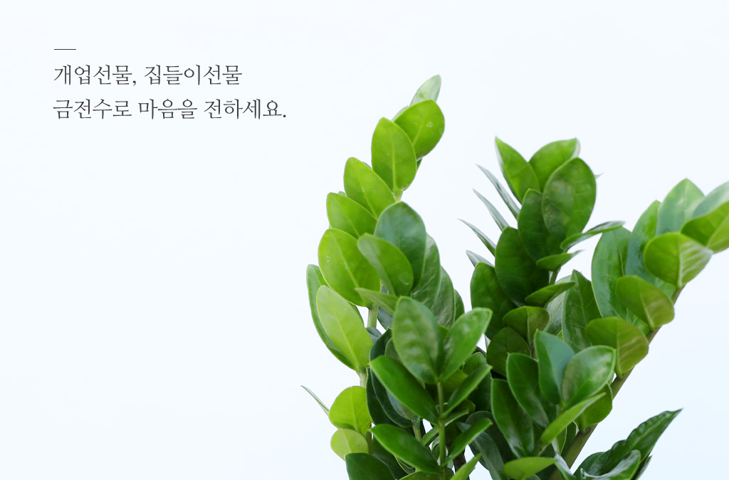 [개업축하선물] 돈을 부르는 행운의 금전수 (Money Tree) 꽃배달 상세 이미지 1