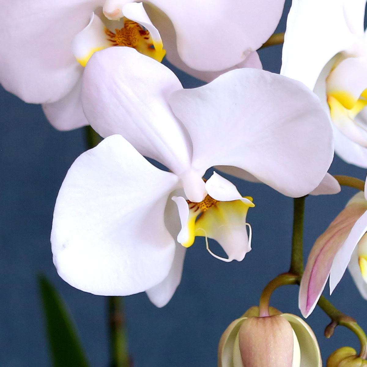 Office & Nature - Elegant white (소)