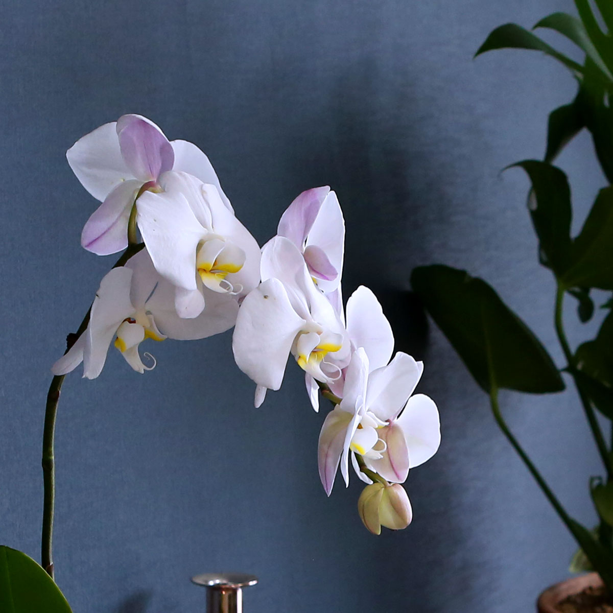 Office & Nature - Elegant white (소)