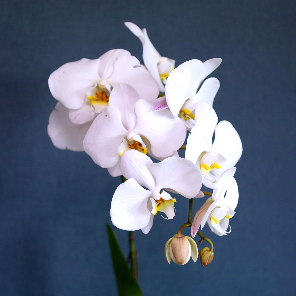 Office & Nature - Elegant white (소)