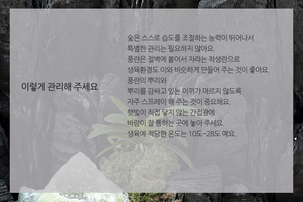 공기정화탁월한 숯부작 미니정원
