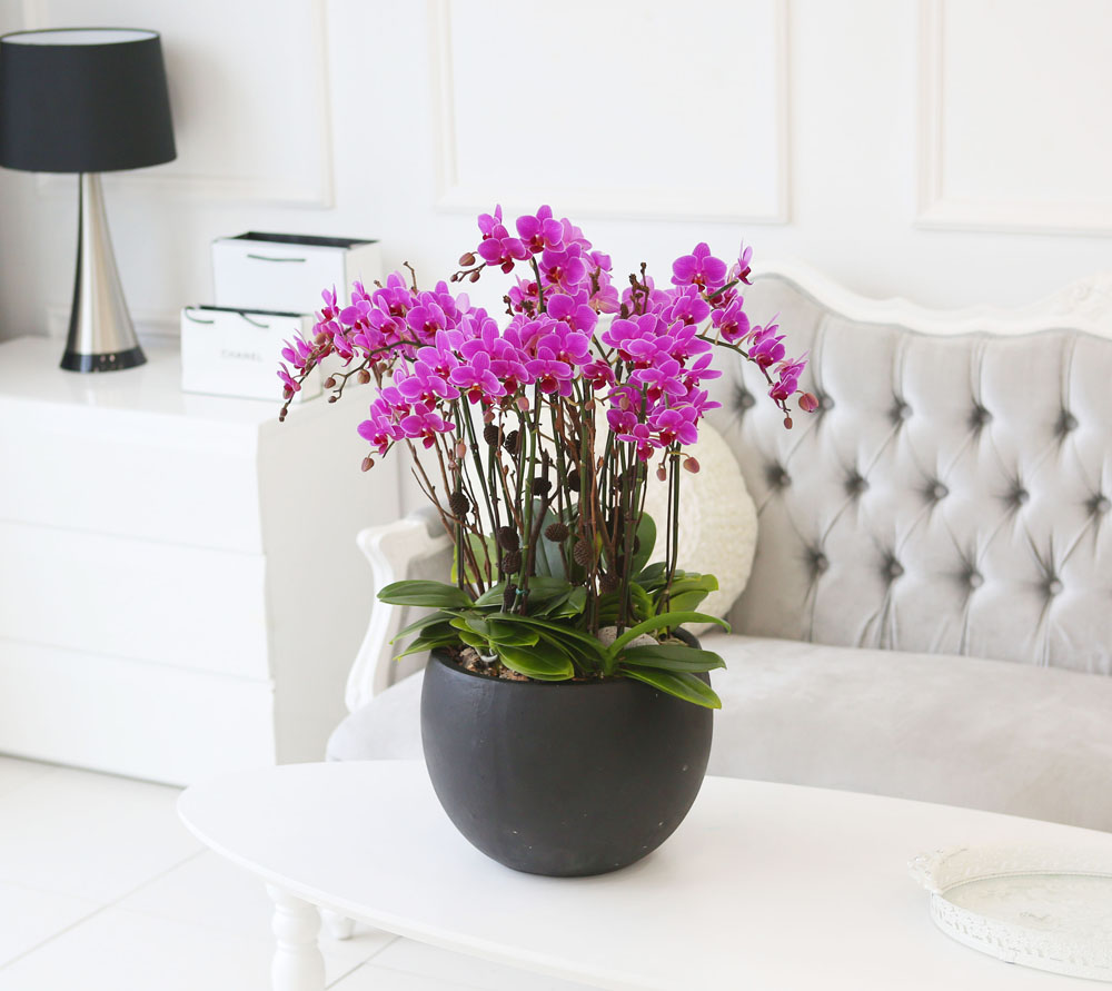 Living with flowers everyday - Newyork style Orchid 핑크리틀잼