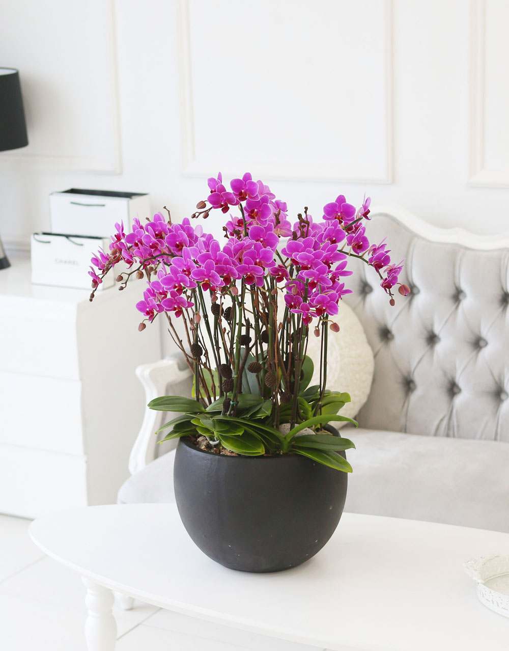 Living with flowers everyday - Newyork style Orchid 핑크리틀잼