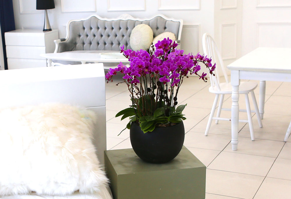 Living with flowers everyday - Newyork style Orchid 핑크리틀잼