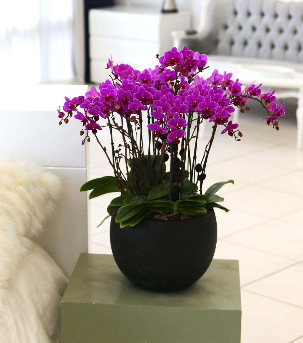 Living with flowers everyday - Newyork style Orchid 핑크리틀잼