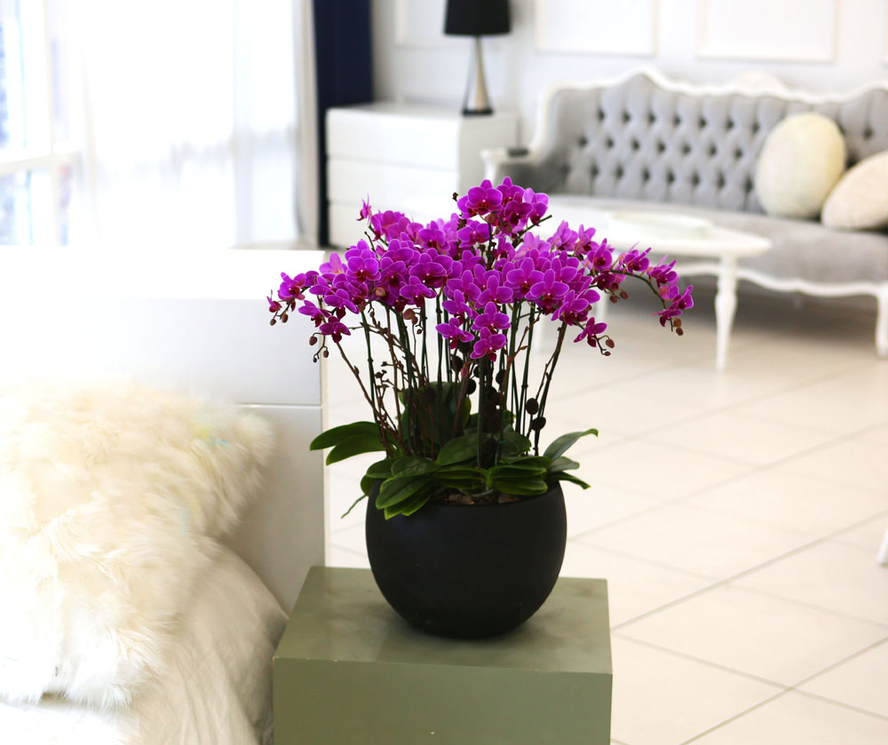 Living with flowers everyday - Newyork style Orchid 핑크리틀잼