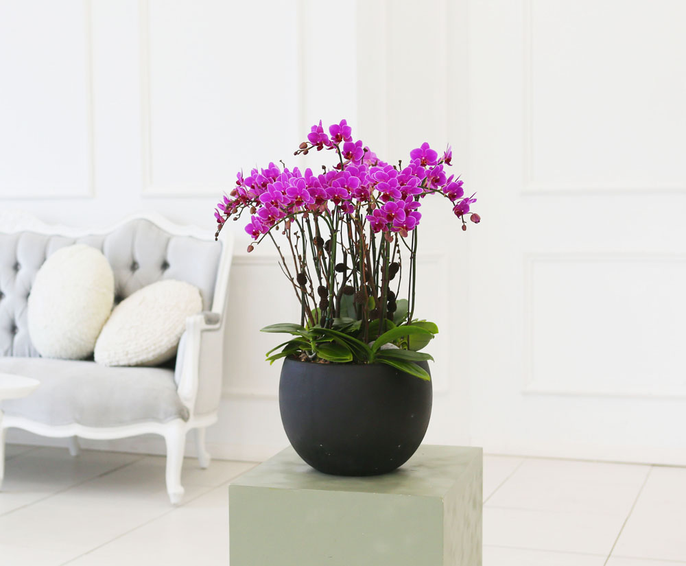 Living with flowers everyday - Newyork style Orchid 핑크리틀잼