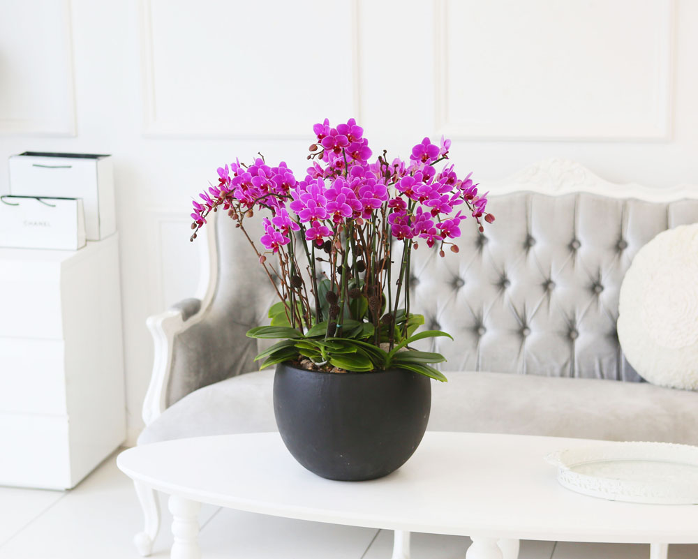Living with flowers everyday - Newyork style Orchid 핑크리틀잼
