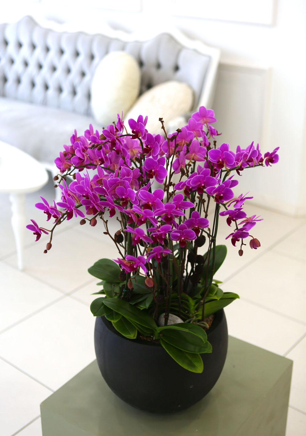 Living with flowers everyday - Newyork style Orchid 핑크리틀잼