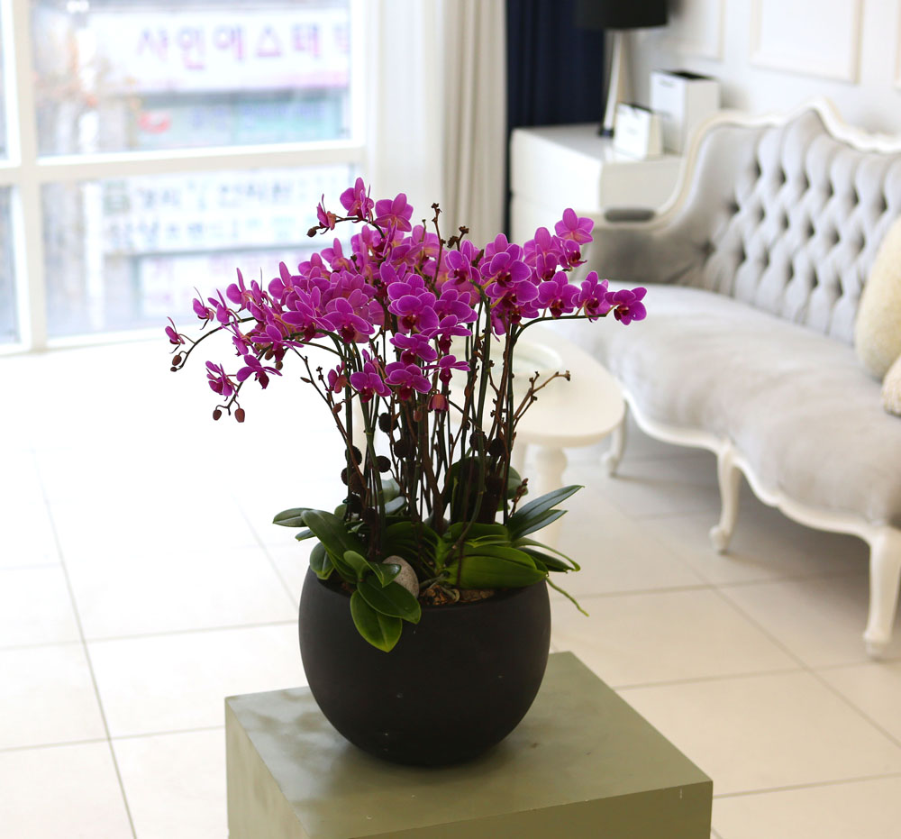 Living with flowers everyday - Newyork style Orchid 핑크리틀잼