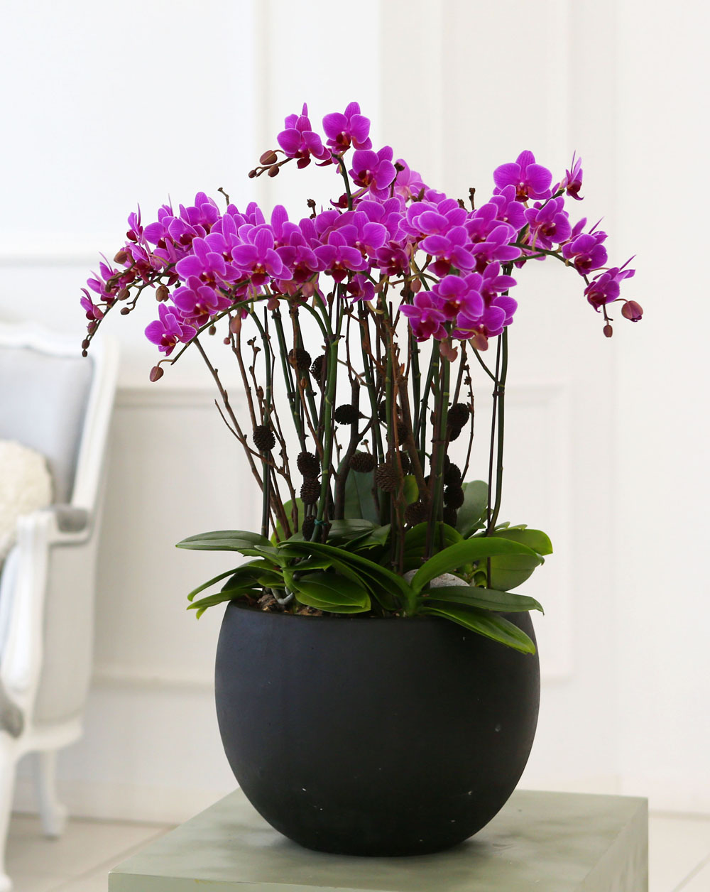 Living with flowers everyday - Newyork style Orchid 핑크리틀잼