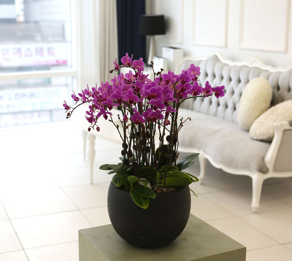 Living with flowers everyday - Newyork style Orchid 핑크리틀잼