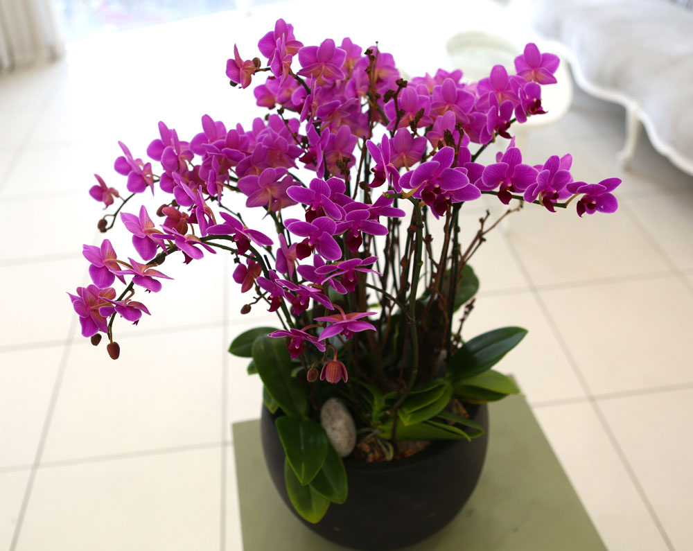 Living with flowers everyday - Newyork style Orchid 핑크리틀잼