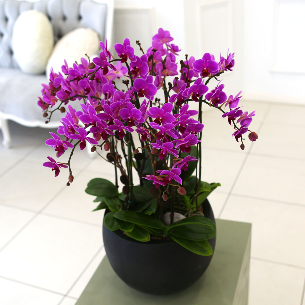 Living with flowers everyday - Newyork style Orchid 핑크리틀잼