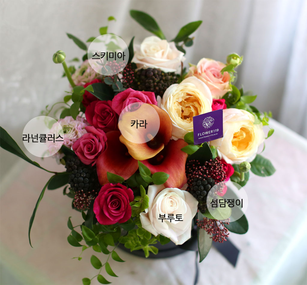 스키미아, 라넌큘러스, 카라, 부루토, 섬담쟁이