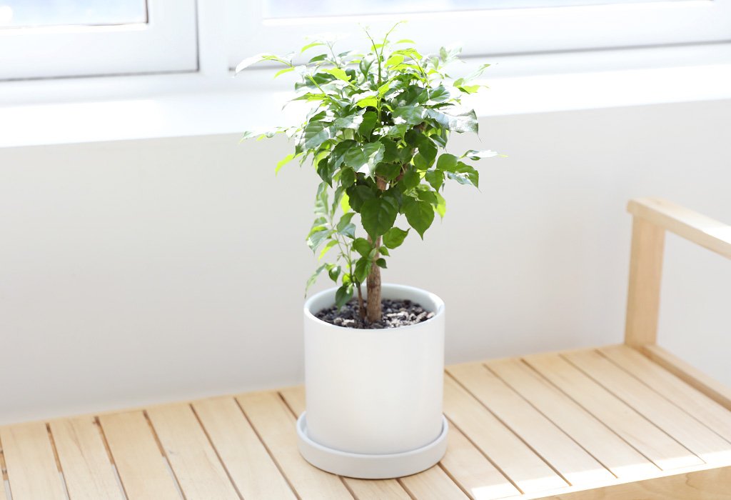 <div class="dd-small-t">풍성하고 고급스러운</div>
<div class="dd-large-t">녹보수</div>
<div class="dd-c">축하선물로 인기있어요</div>