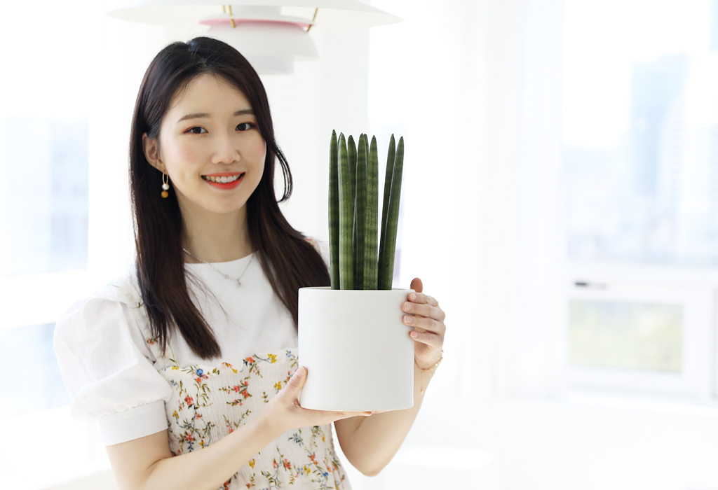 <div class="dd-small-t">공기정화능력이 뛰어난</div>
<div class="dd-large-t">스튜키</div>
<div class="dd-c">곧게 뻗어 세련된 수형</div>