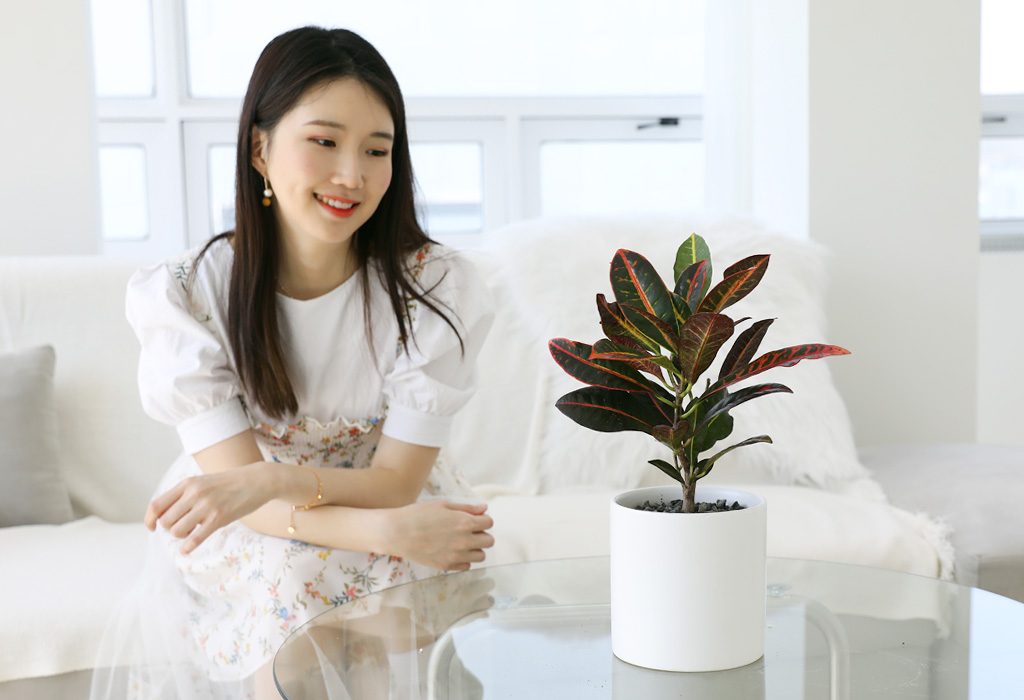 크로톤은 새 잎이 나면서, 시간이 흐르면서 잎의 색이 변화해요.
또한 식물이 마주하는 광량에 따라 빨강, 주황, 노랑의 빛을 내어
잎만으로도 충분히 매력을 뽐낼 수 있는 식물이랍니다 ~