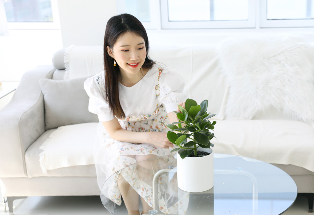 동그란 모양을 하면서도 대칭으로 자라 정갈한 느낌이 있고,
짙은 초록빛이 공간에 따뜻한 느낌을 더해 줍니다.