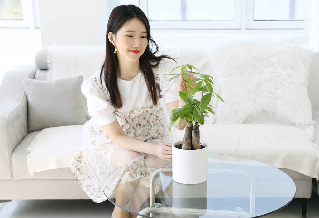 실내원예에서 이국적인 정취를 풍겨 인기 있는 관엽식물, 파키라입니다.
두꺼운 줄기와 거기서 뻗은 가느다란 가지가 특징입니다.
꽃은 크고 매우 아름다워 관상용으로 좋으며, 열매는 식용이 가능합니다.
공기정화식물 또는 인테리어식물로 인기가 많습니다.