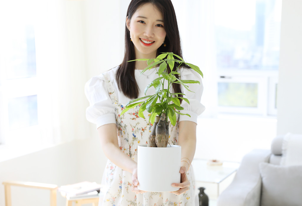 손모양을 가지며, 사계절 내내 푸르름을 즐길 수 있습니다. 공기정화효과가 있어서 실내에 두고 키우면서 멋진 인테리어를 연출할 수 있습니다.