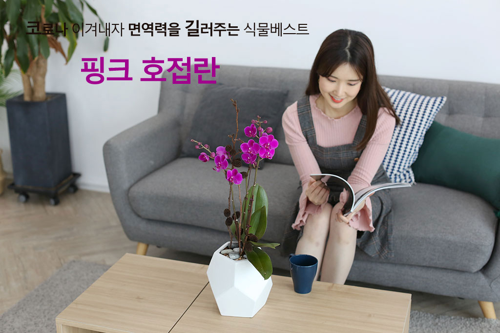 만일, 천일 동안 붉은 빛이 계속된다는 만천홍,
서양란 중에서도 가장 오랫동안 꽃을 보실 수 있습니다.
회색 화기를 사용하여 도시적인 이미지와 대비되는 붉은 꽃을 감상하실 수 있습니다.