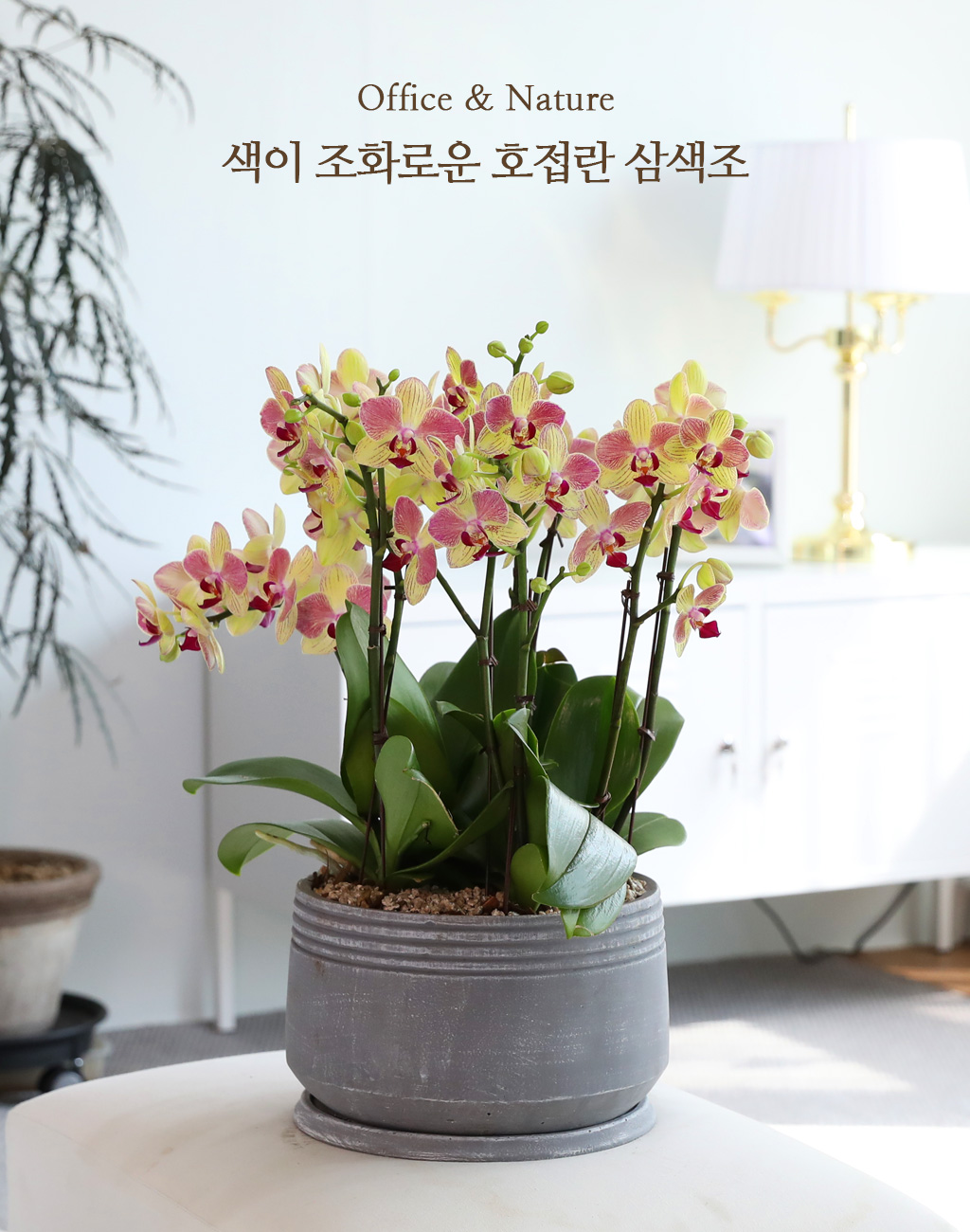 Office & Nature - 색이 조화로운 호접란 삼색조 꽃배달 상세 이미지 1