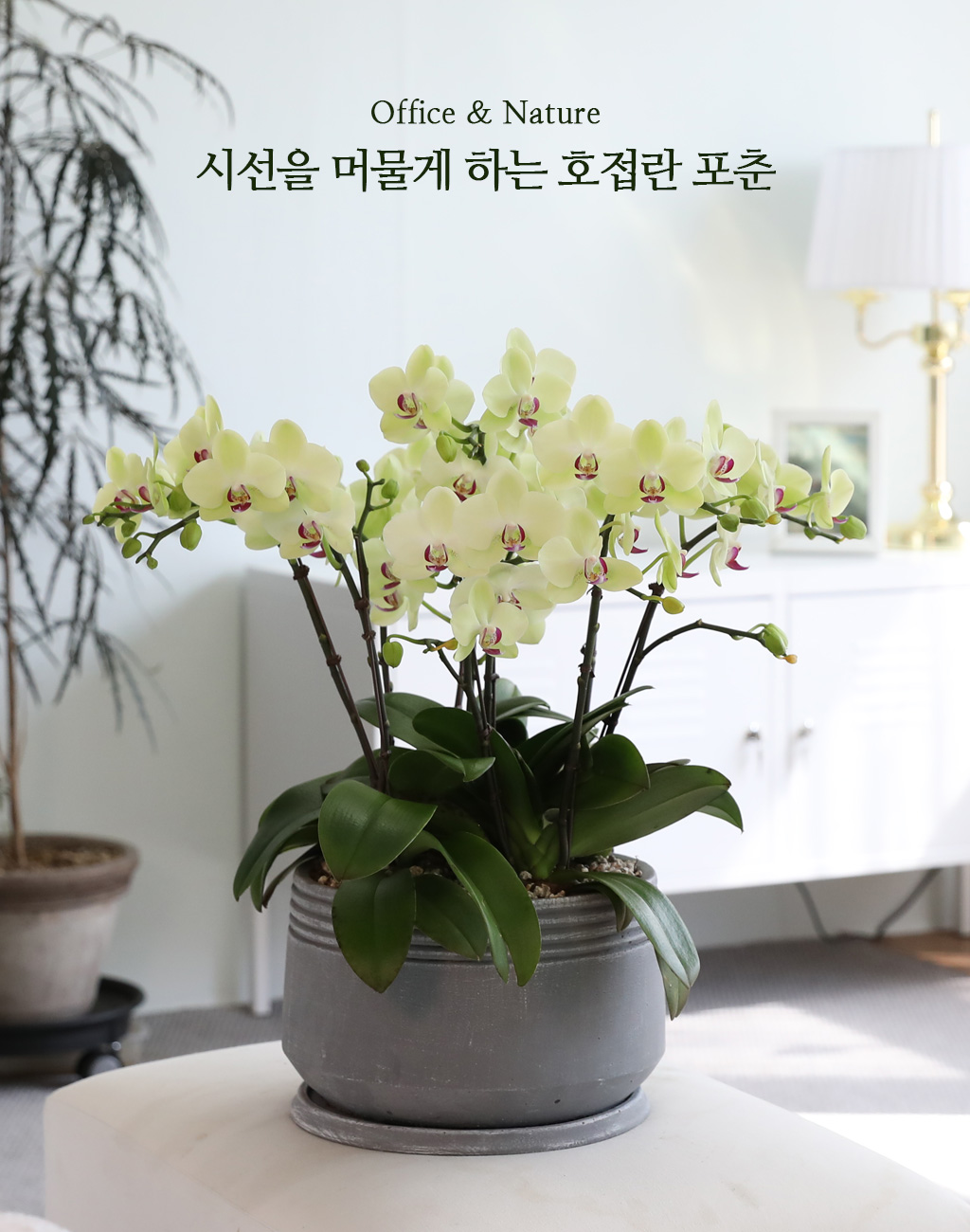 Office & Nature - 시선을 머물게 하는 호접란 포춘 꽃배달 상세 이미지 1