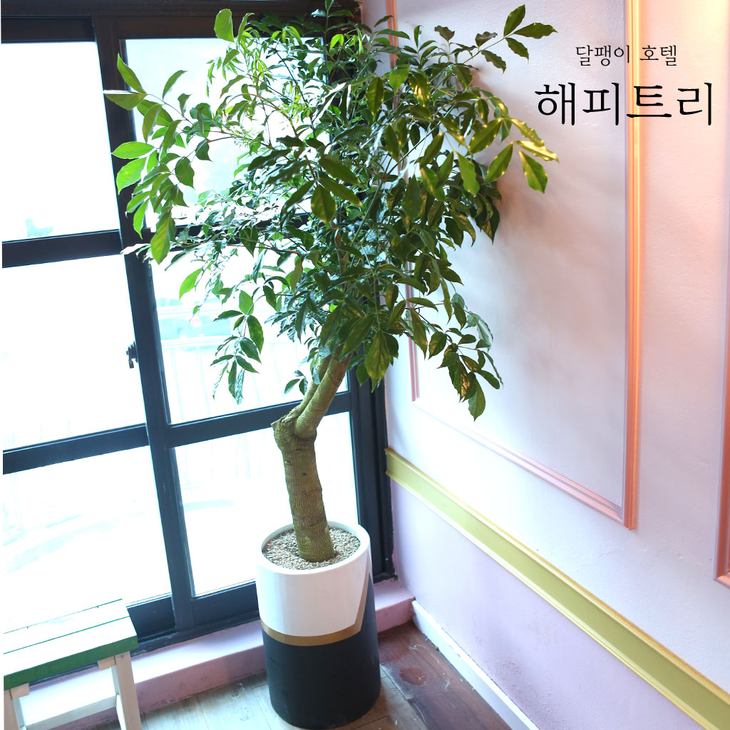 달팽이호텔 - 해피트리(화분은 무늬 없는 흰색이나 회색으로 변경)