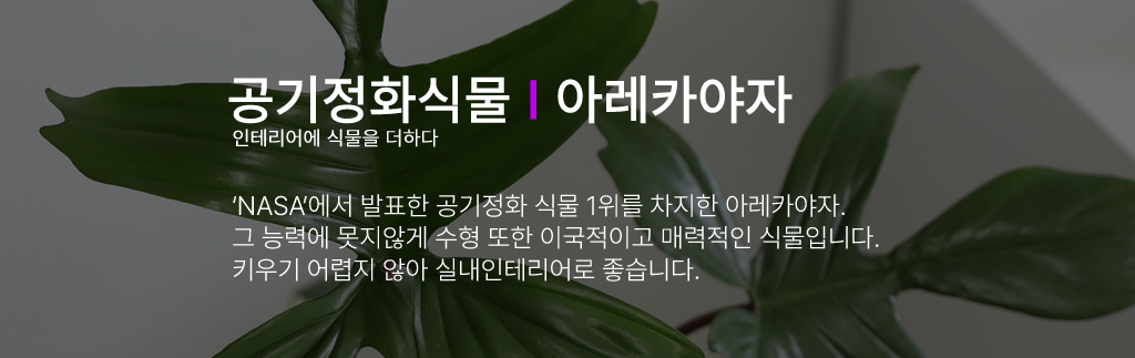 인테리어에 식물을 더하다 - 아레카야자 꽃배달 상세 이미지 1
