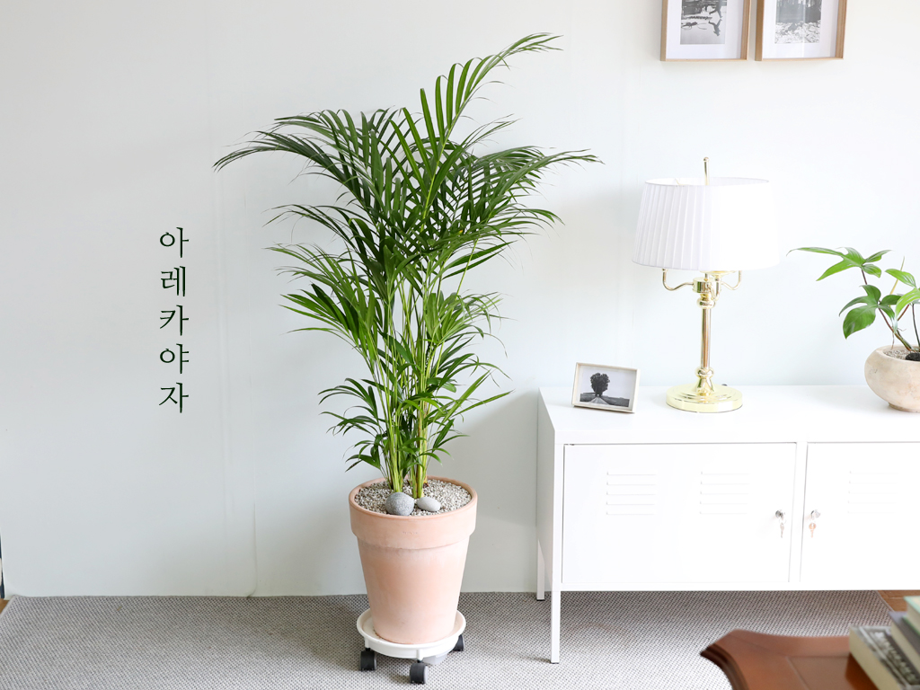 인테리어에 식물을 더하다 - 아레카야자 꽃배달 상세 이미지 2