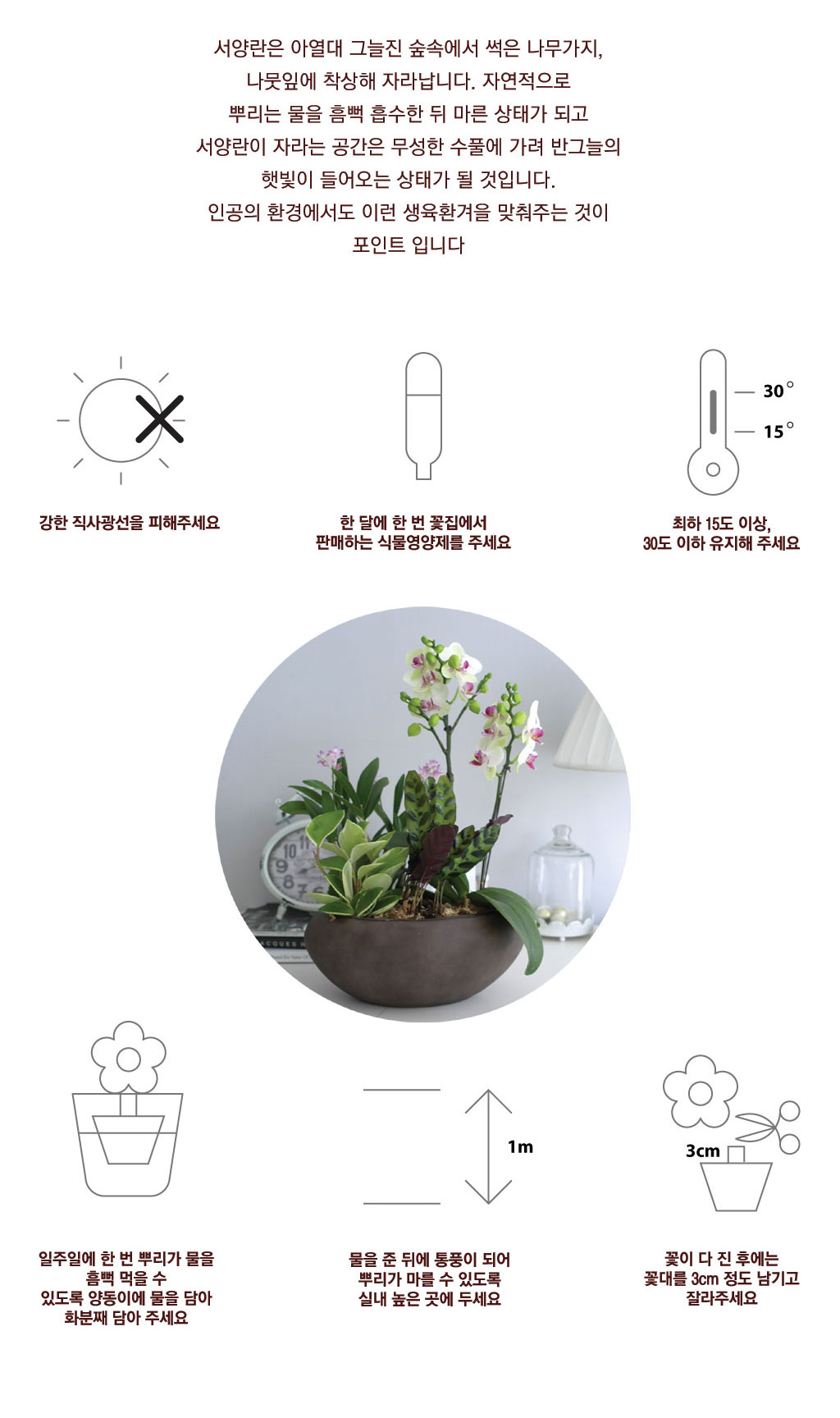 시선을 머물게 하는 실내 식물 - 화려한 멋이 있는 공간, 핑크 만천홍(숯화분/화기변경)