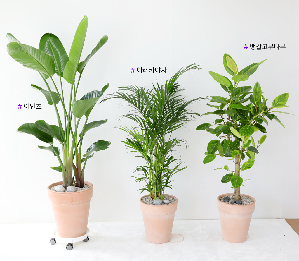인테리어에 식물을 더하다 - 아레카야자 꽃배달 상세 이미지 9