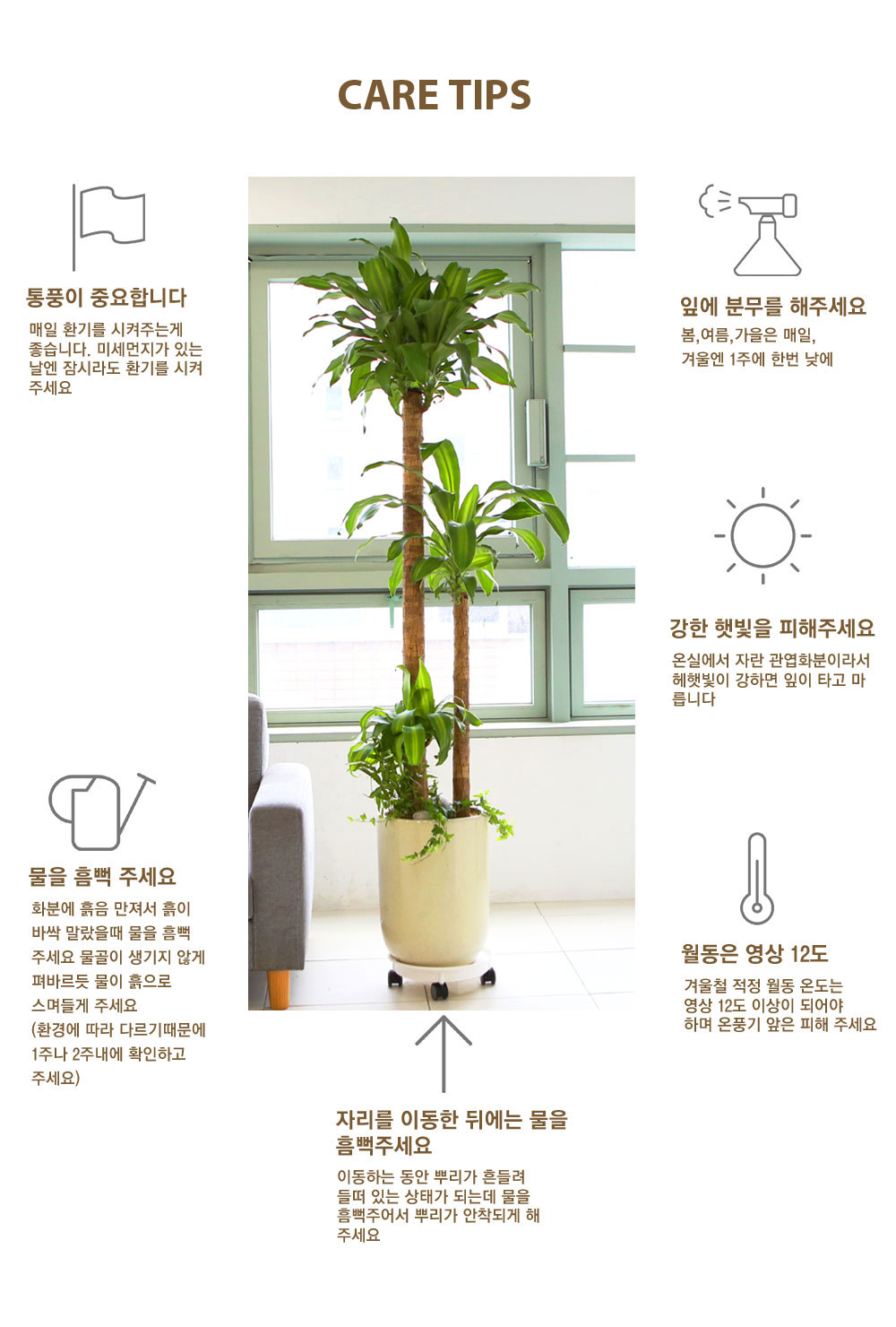 Office&Nature - 녹색 의 보석나무 녹보수(화기가 변경될 수 있습니다.)