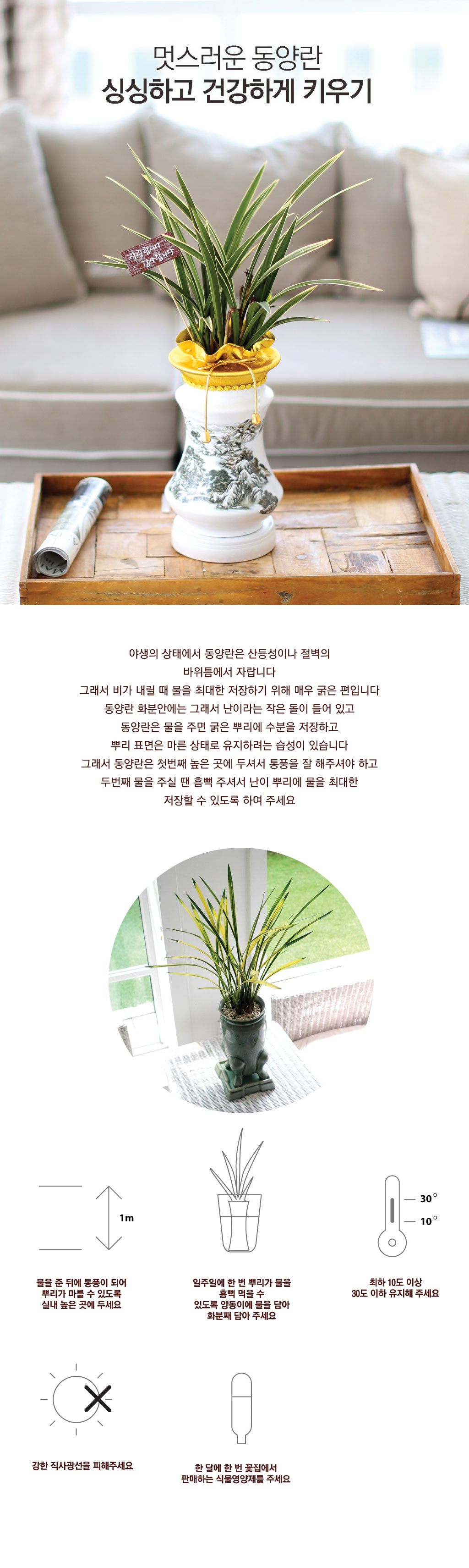 맑고 깨끗한 난꽃을 가진 철골소심