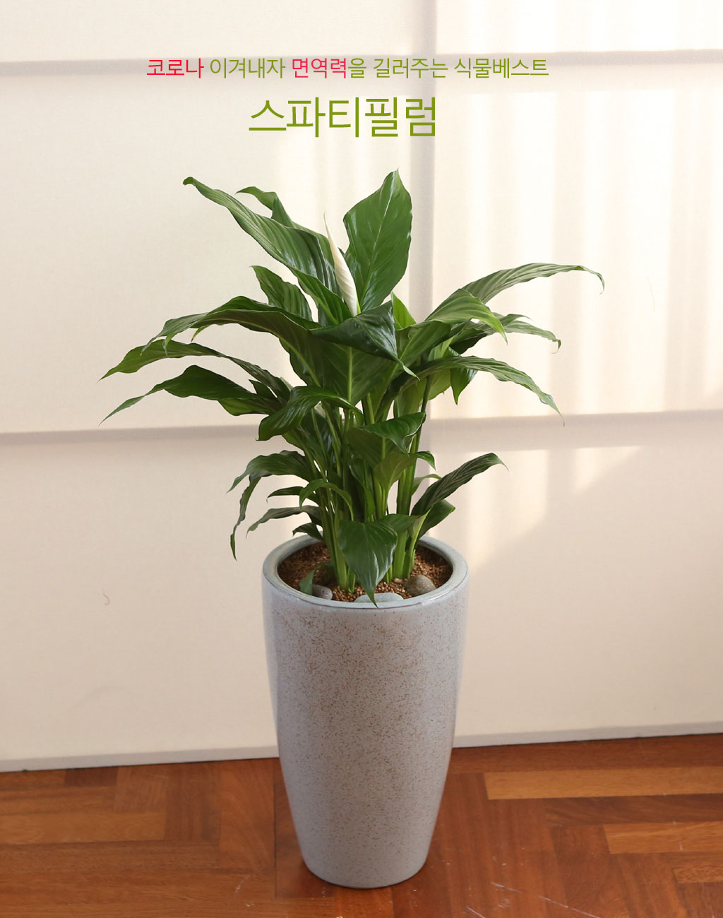 면역력을 길러주는 식물 -스파티필름