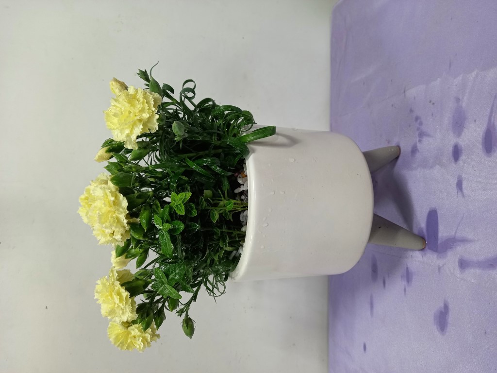 카네이션 화분