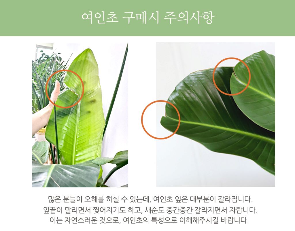 반려식물로 힐링해요 - 여인초
