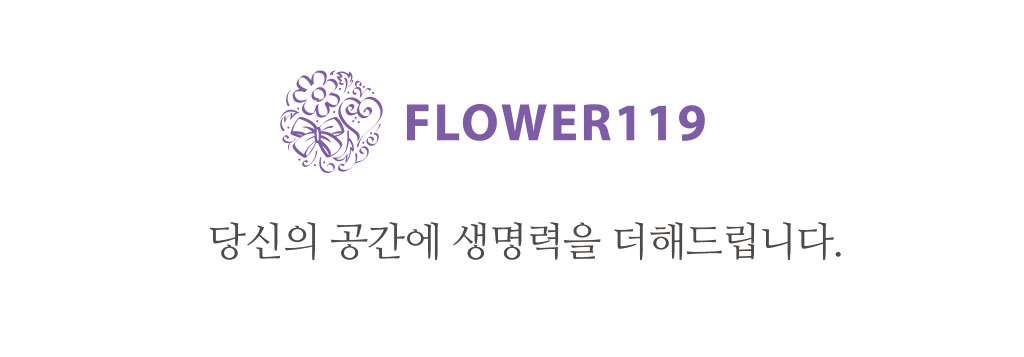 행운을 불러오는 아름다운 실내식물 - 행운목(특대)