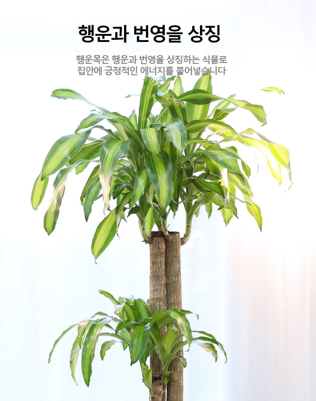 행운을 불러오는 아름다운 실내식물 - 행운목(특대)