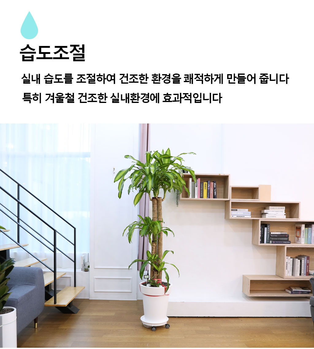 행운을 불러오는 아름다운 실내식물 - 행운목(특대)