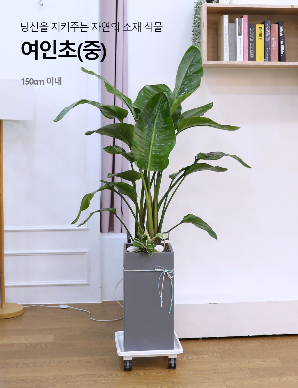 당신을 지켜주는 자연의 소재 - 여인초(중)