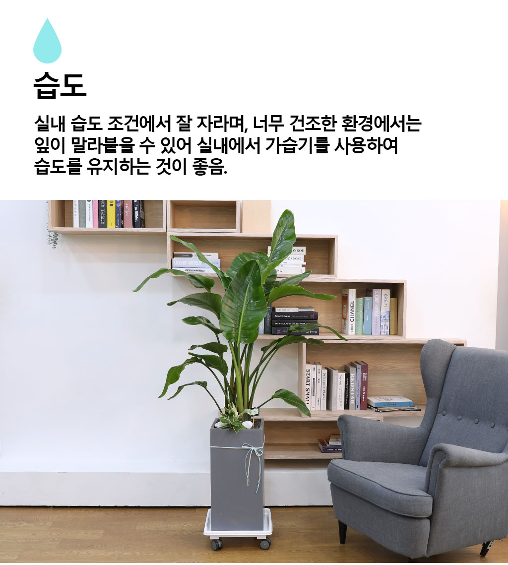 당신을 지켜주는 자연의 소재 - 여인초(중)