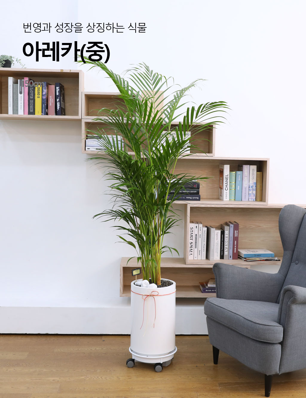 (전국 당일배송) 번영과 성장을 상징하는 식물 - 아레카(대)