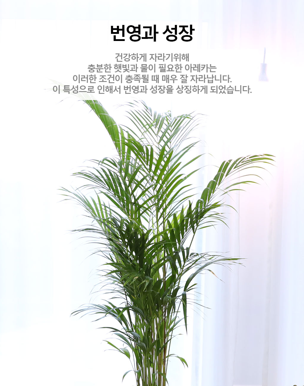 (전국 당일배송) 번영과 성장을 상징하는 식물 - 아레카(대)