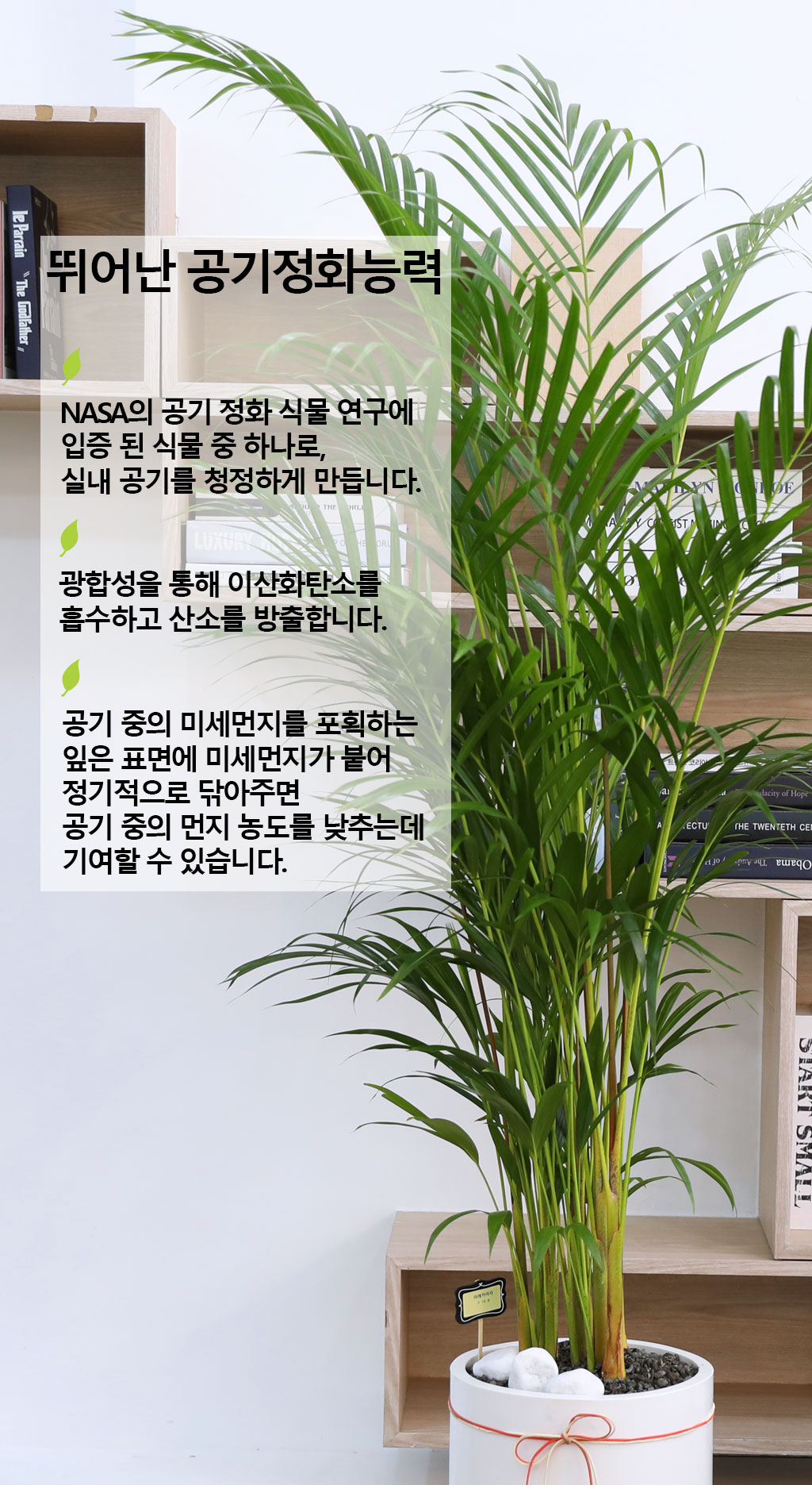 (전국 당일배송) 번영과 성장을 상징하는 식물 - 아레카(대)