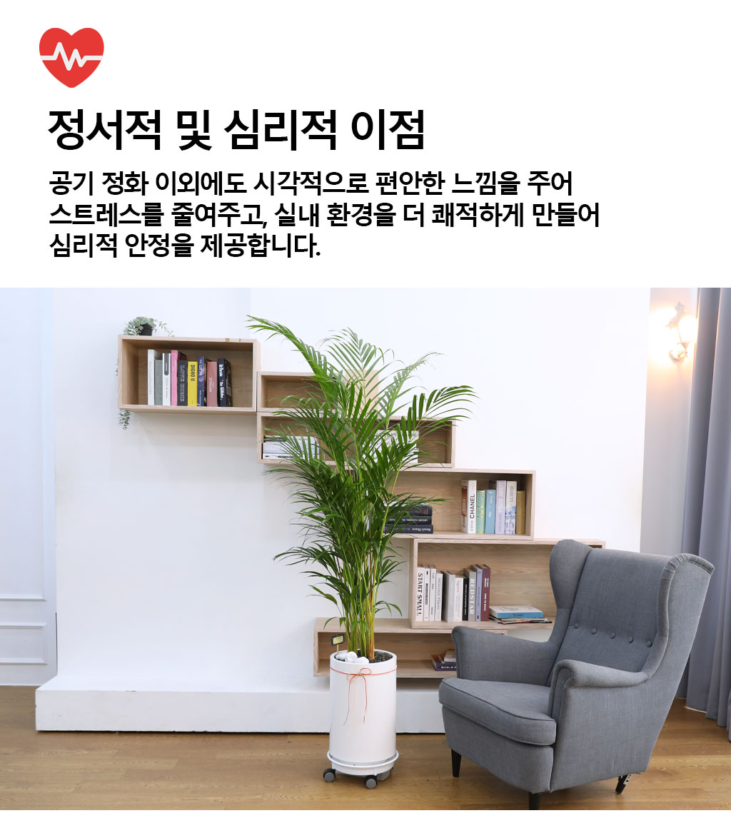 (전국 당일배송) 번영과 성장을 상징하는 식물 - 아레카(대)
