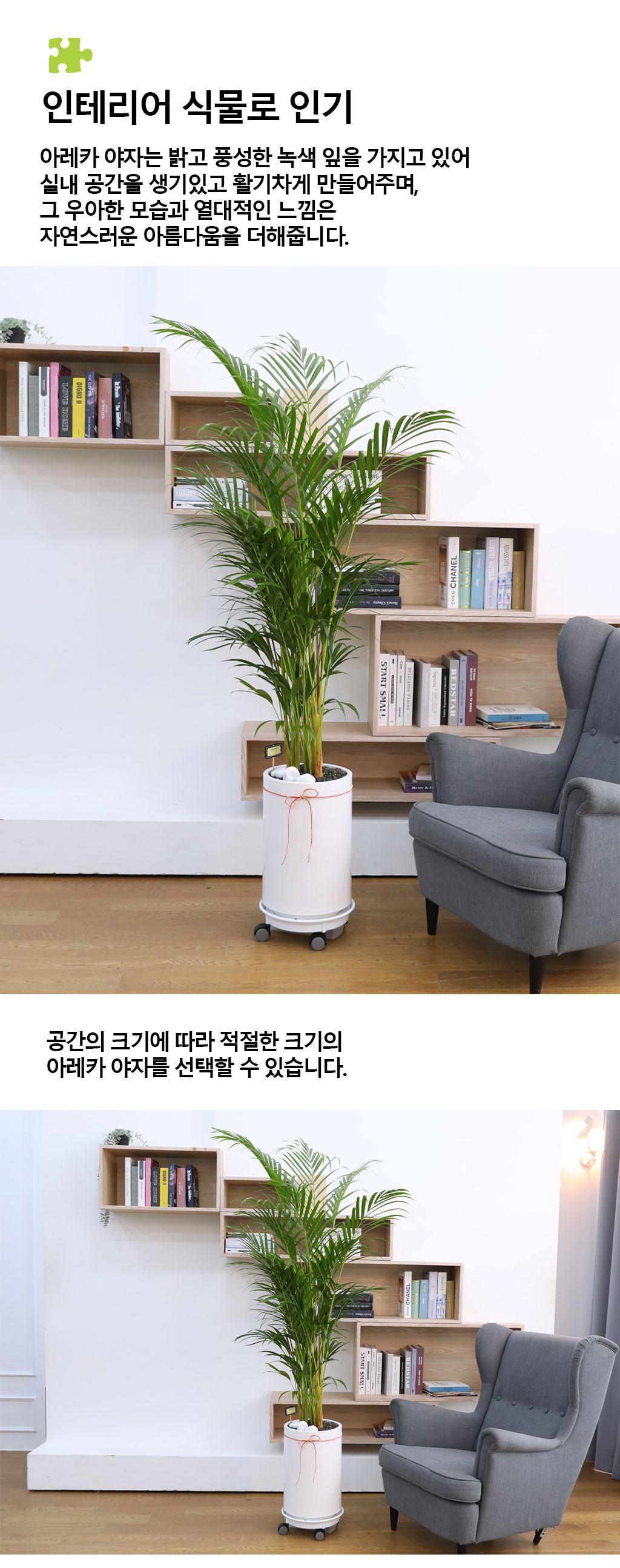(전국 당일배송) 번영과 성장을 상징하는 식물 - 아레카(대)